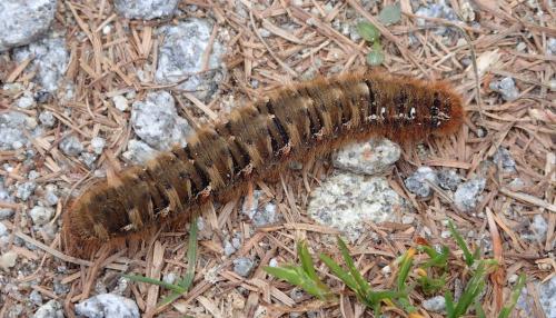 Réf. 246 753 : Lasiocampa quercus